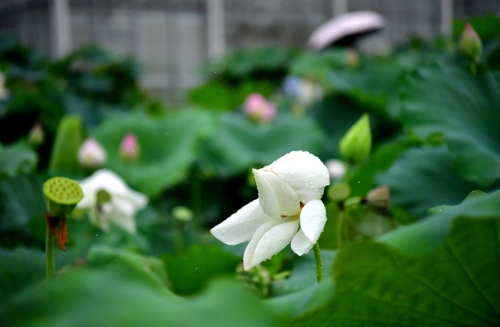 500余种莲花竞相绽放 宛若水彩画
