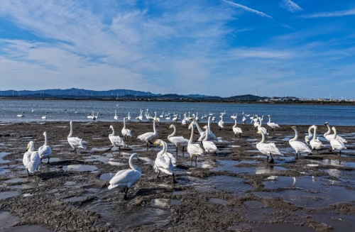 300余只大天鹅飞抵山东荣成越冬栖息