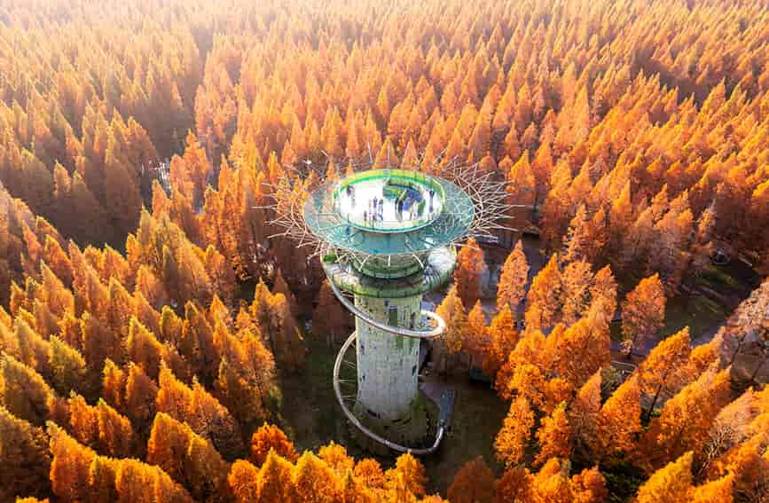 黄海森林公园万亩水杉林进入最佳观赏期