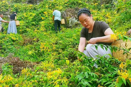 四川宜宾屏山山银花“爆花”了！